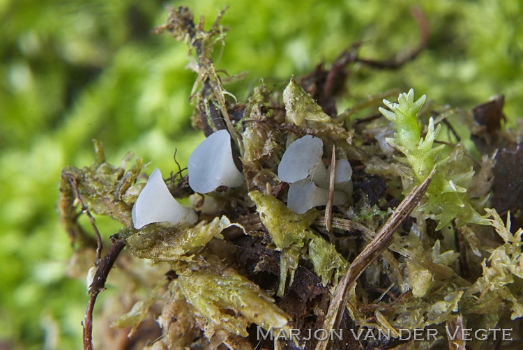 Violet elzenknoopje - Ombrophila violacea